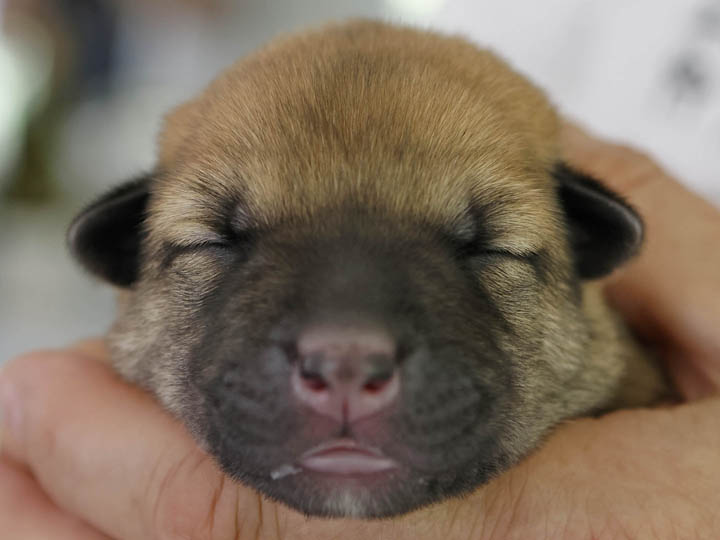 chinook puppy